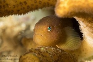 Redhead Coral Goby-Anilao Phillippines by Richard Goluch 
